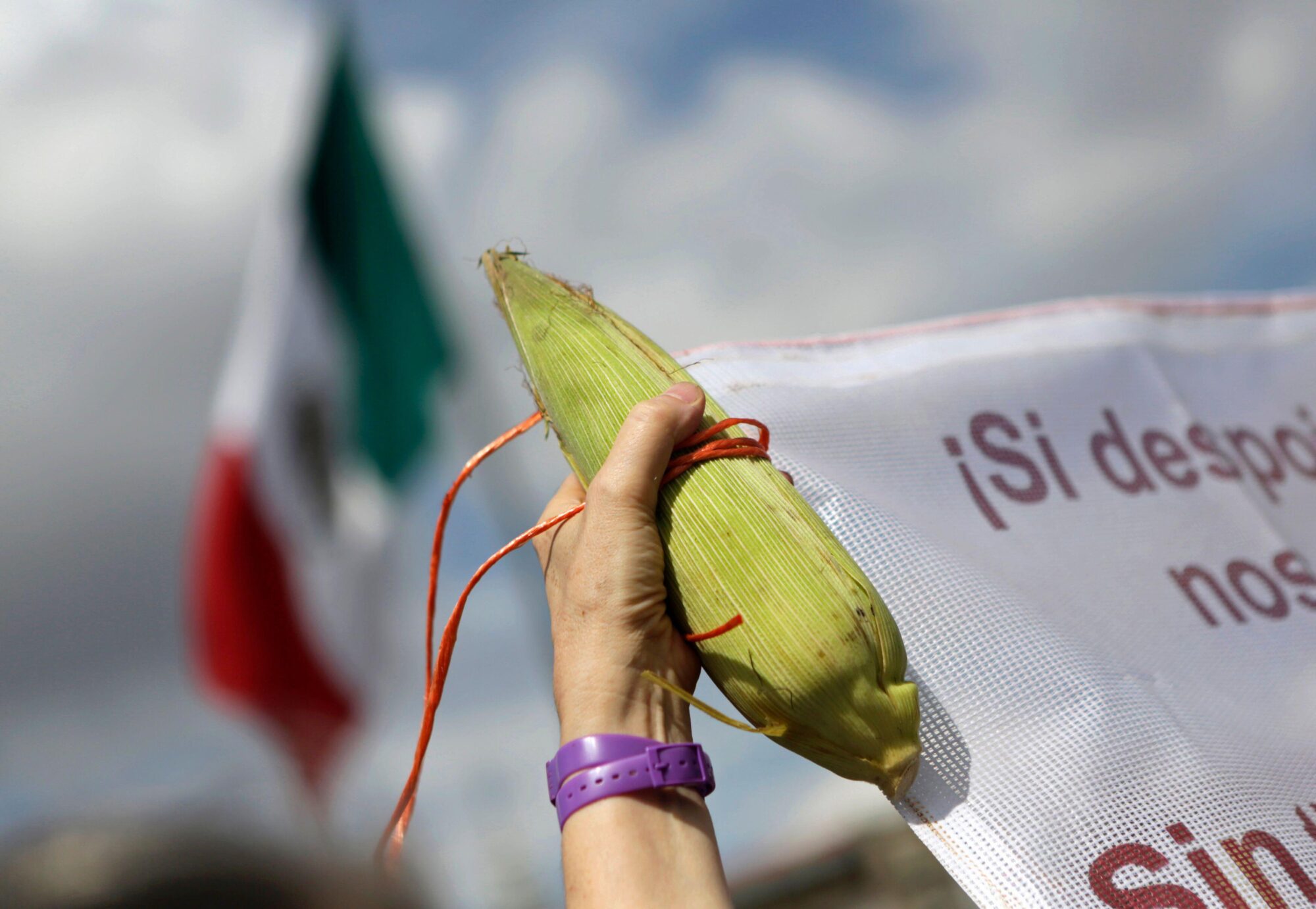Una mano sosteniendo una mazorca de maíz y una bandera de México de fondo