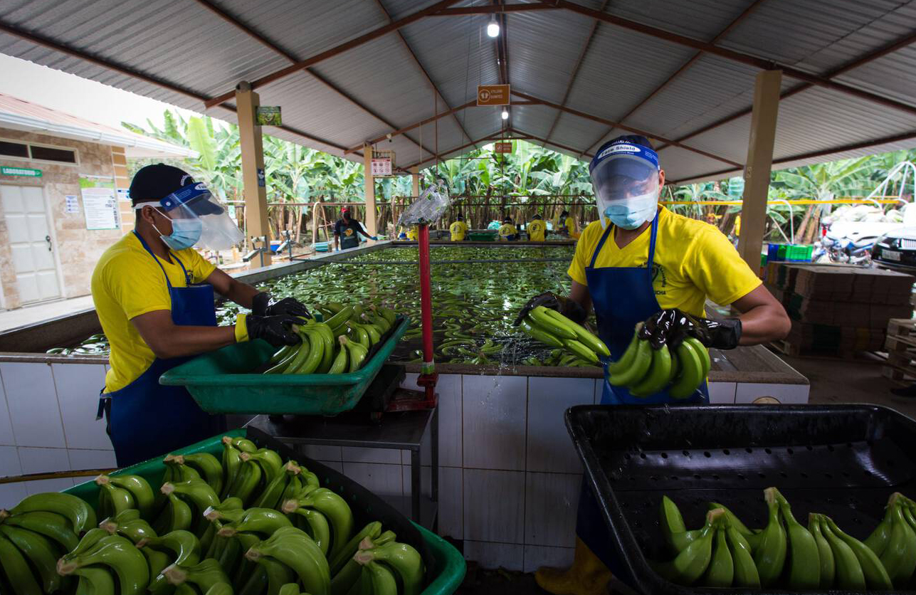 Trabajadores lavan plátanos en Ecuador