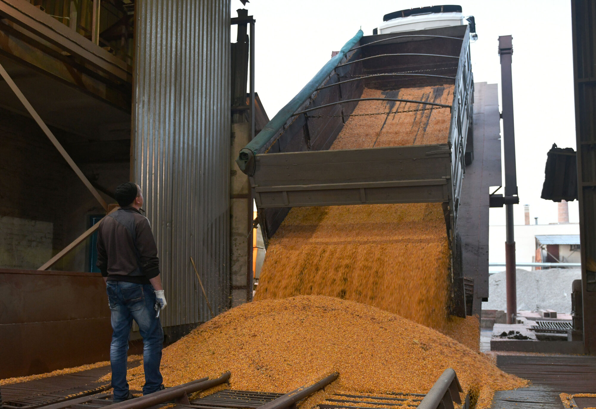 Um homem olha para um caminhão descarregando grãos de milho.