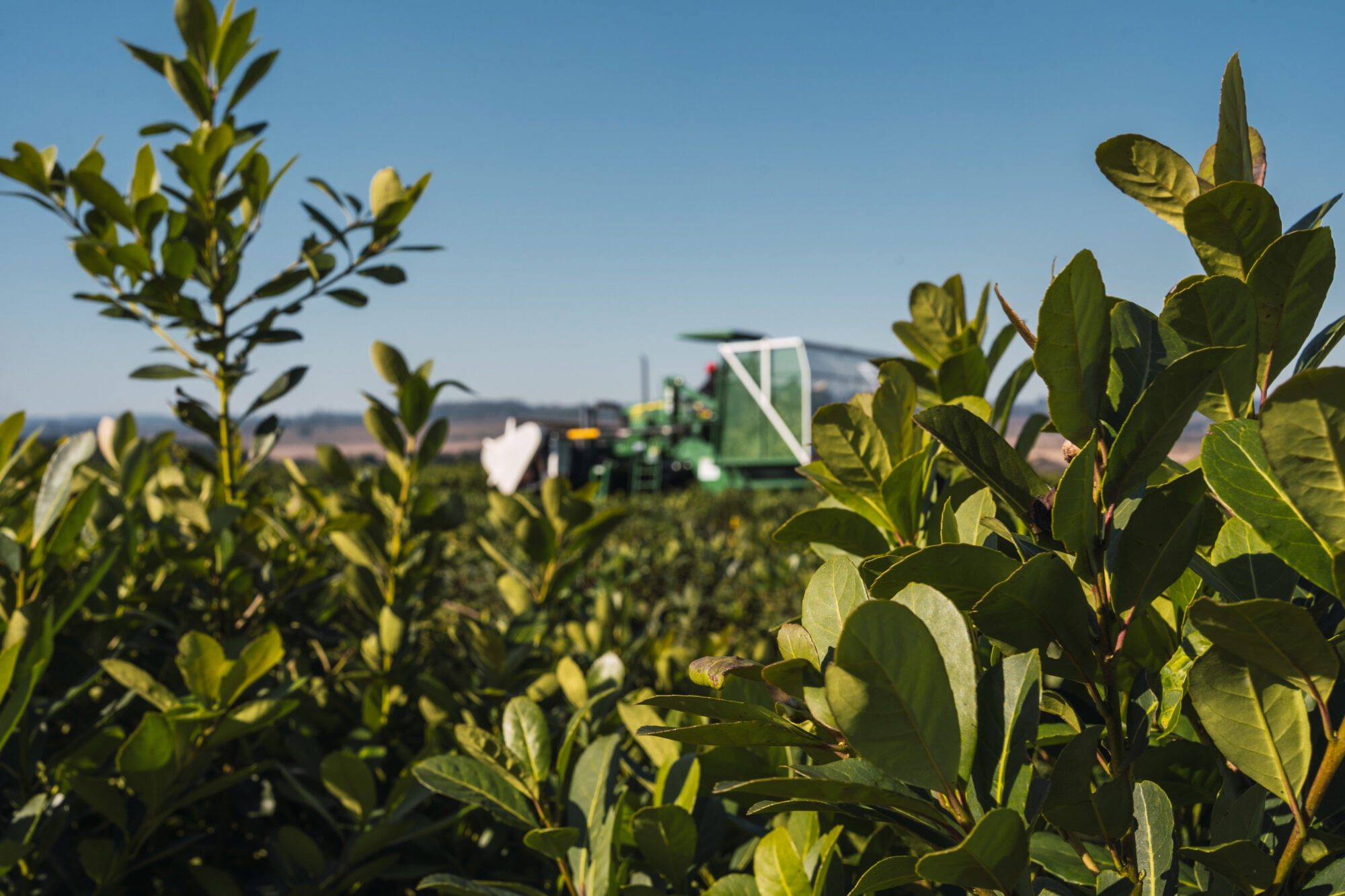 <p>Yerba mate grows on a plantation associated with Colonia Liebig, an Argentine cooperative that produces Playadito, one of the country&#8217;s best-selling varieties. The group has made progress in recent years in exporting its products to China. (Image: Cooperativa Liebig)</p>
