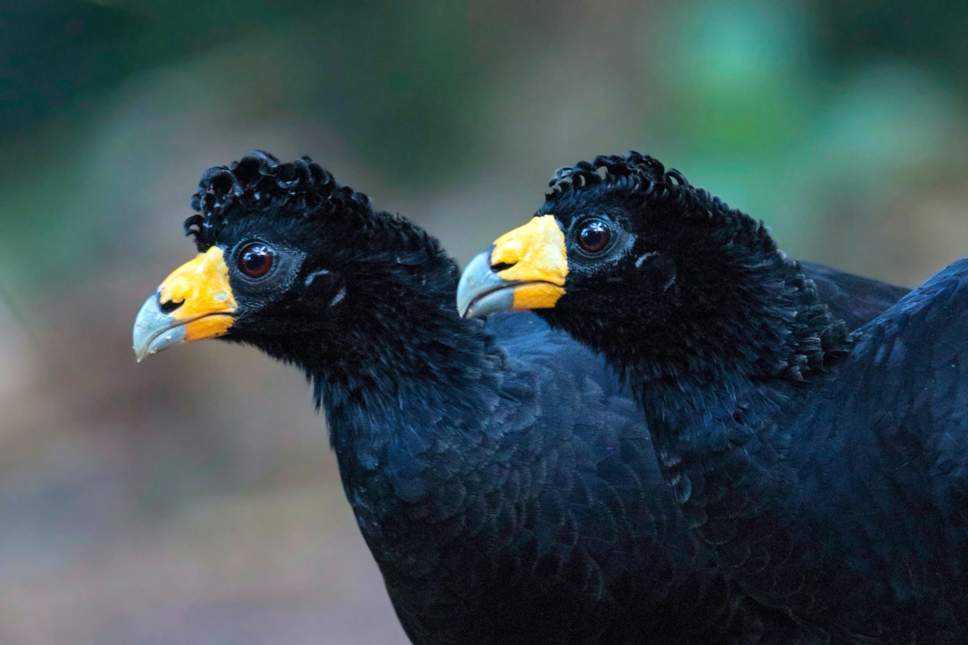 Two black birds with yellow beaks