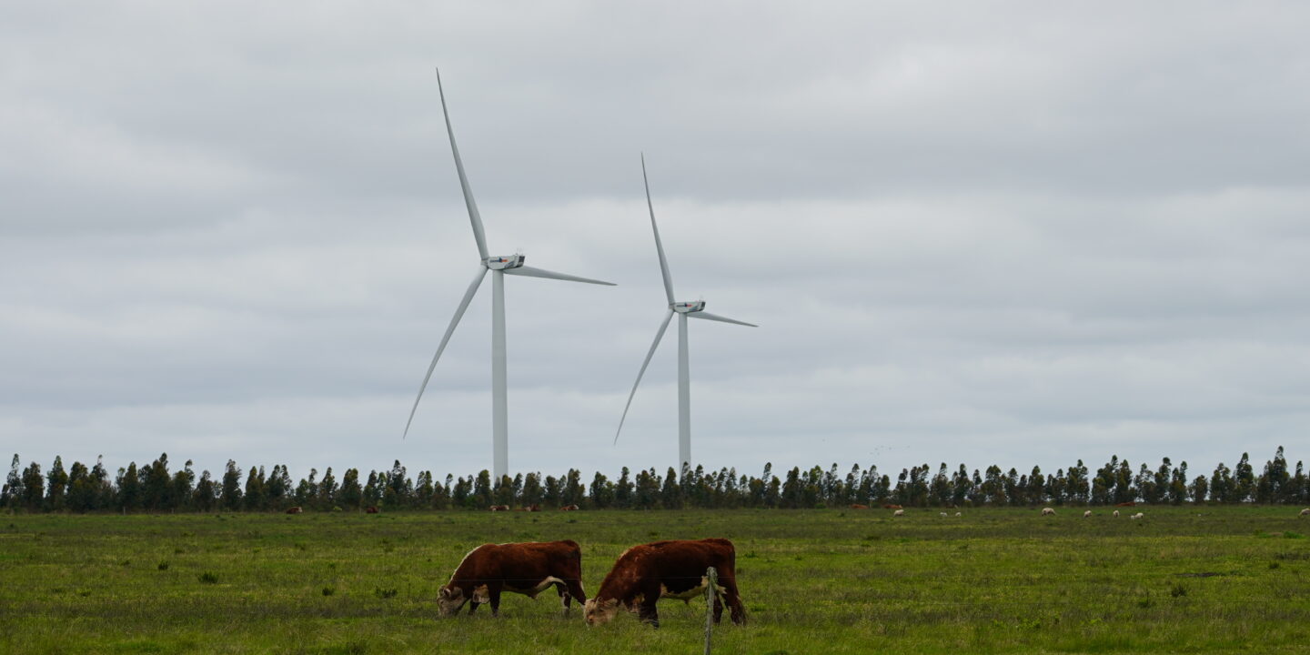 two cows grazing with two windmills behind them