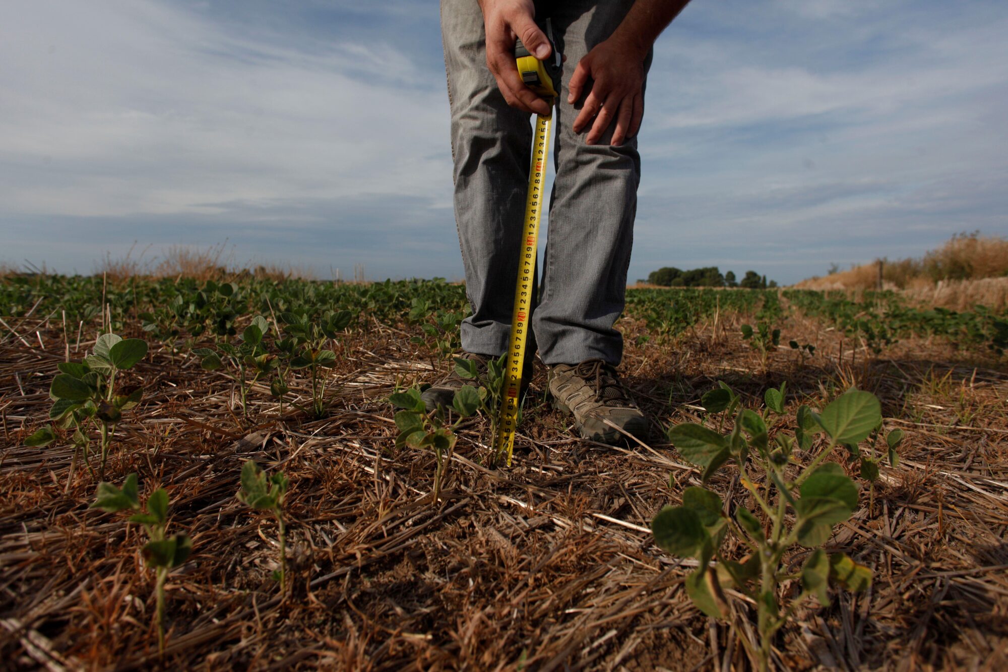 <p>Un agricultor mide plantas de soja en una finca afectada por la sequía cerca de Chivilcoy, en la provincia argentina de Buenos Aires. <span style="font-weight: 400;">La sequía</span><span style="font-weight: 400;"> viene golpeando las economías de Sudamérica, dadas sus consecuencias sobre la producción agropecuaria. (Imagen: REUTERS/Martin Acosta/Alamy)</span></p>