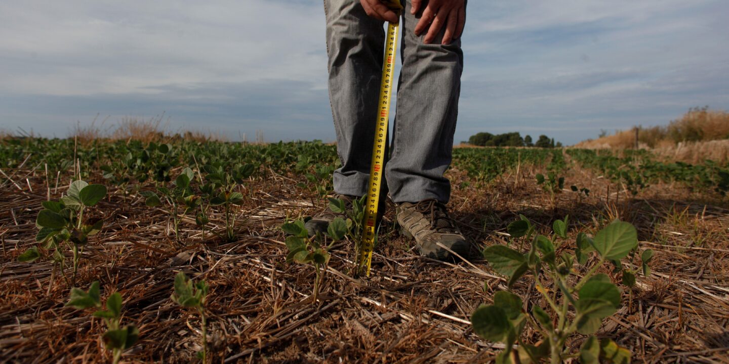 <p>A farmer measures soy plants near drought-hit Chivilcoy, Buenos Aires province (image<span style="font-weight: 400;">: REUTERS/Martin Acosta/Alamy)</span></p>