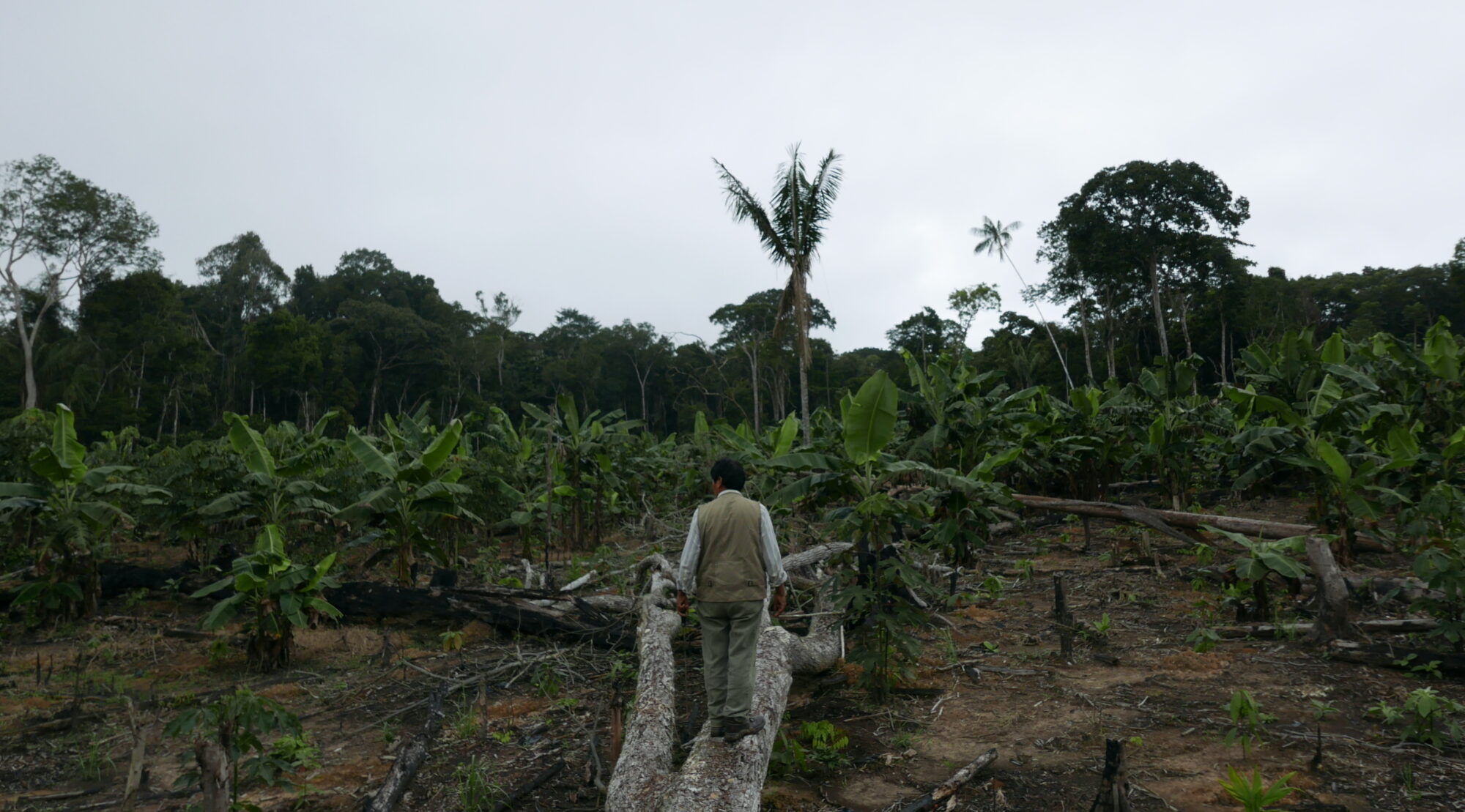 <p>Demetrio Pacheco walks through his forestry concession in Madre de Dios, Peru, where his son was murdered after facing nearly a decade of threats. The Escazú Agreement could increase protection for environmental defenders in Peru, but the country’s government is yet to ratify it (Image: Jack Lo)</p>