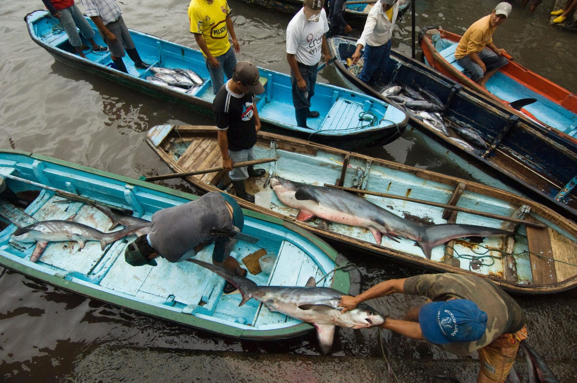 Overhead view of fishers on small boats loaded with sharks