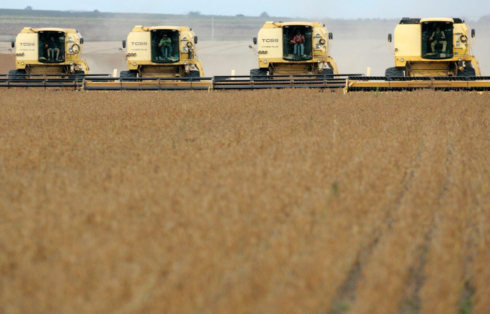 Four soybean harvesters in one field