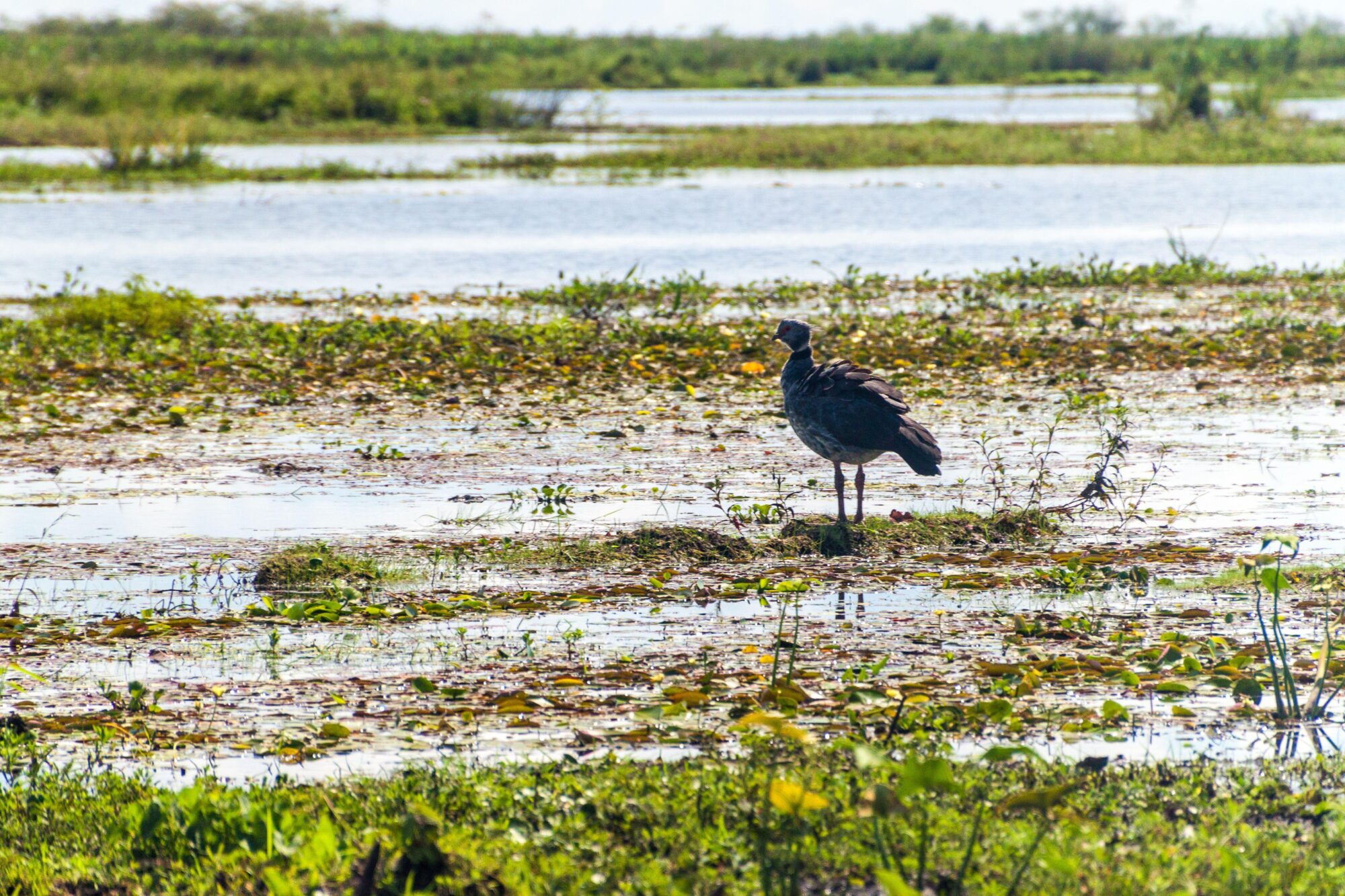 <p>Chauna torquata, popularly known as chajá, in the Iberá Wetlands, in the Argentine province of Corrientes. The Submeridional Lowlands, of which Corrientes is part, is home to more than 200 bird species, several of them endangered (Image: Matyas Rehak / Alamy)</p>