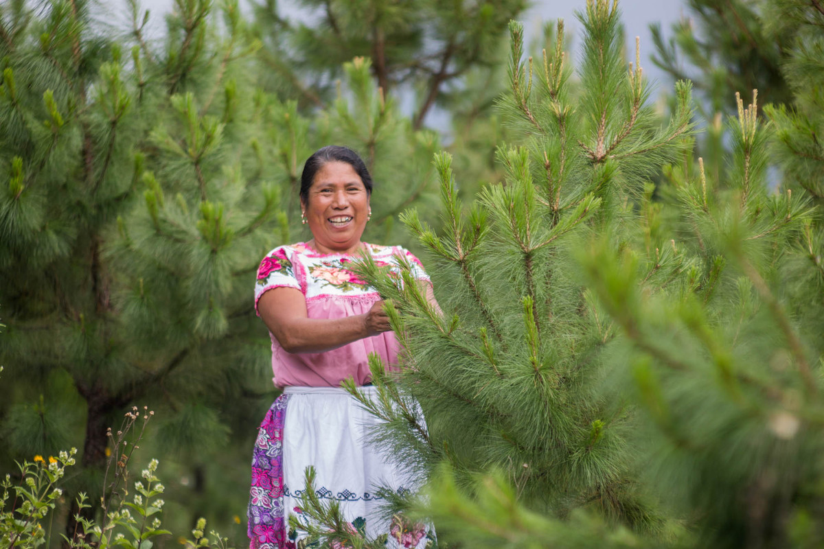 <p>A farmer works in a field owned by Ejido Verde, a sustainable pine resin company, in Michoacán, Mexico. The company is part of Initiative 20&#215;20, a project present in most Latin American countries that seeks to restore 50 million hectares by 2030. (Image: Ejido Verde)</p>