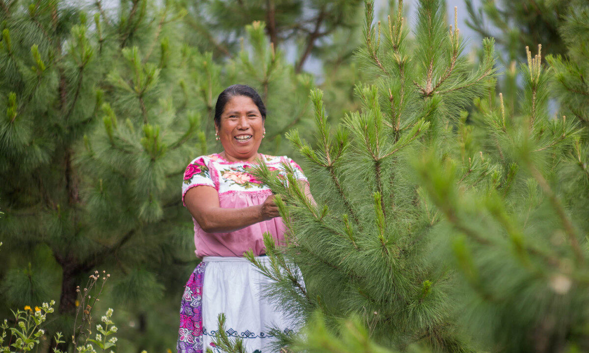 <p>Agricultora trabalha em terras da Ejido Verde, uma empresa sustentável de resina de pinheiro, em Michoacán, México. A empresa faz parte da Iniciativa 20&#215;20, um projeto presente na maioria dos países da América Latina que busca recuperar 50 milhões de hectares até 2030 (Imagem: Ejido Verde)</p>