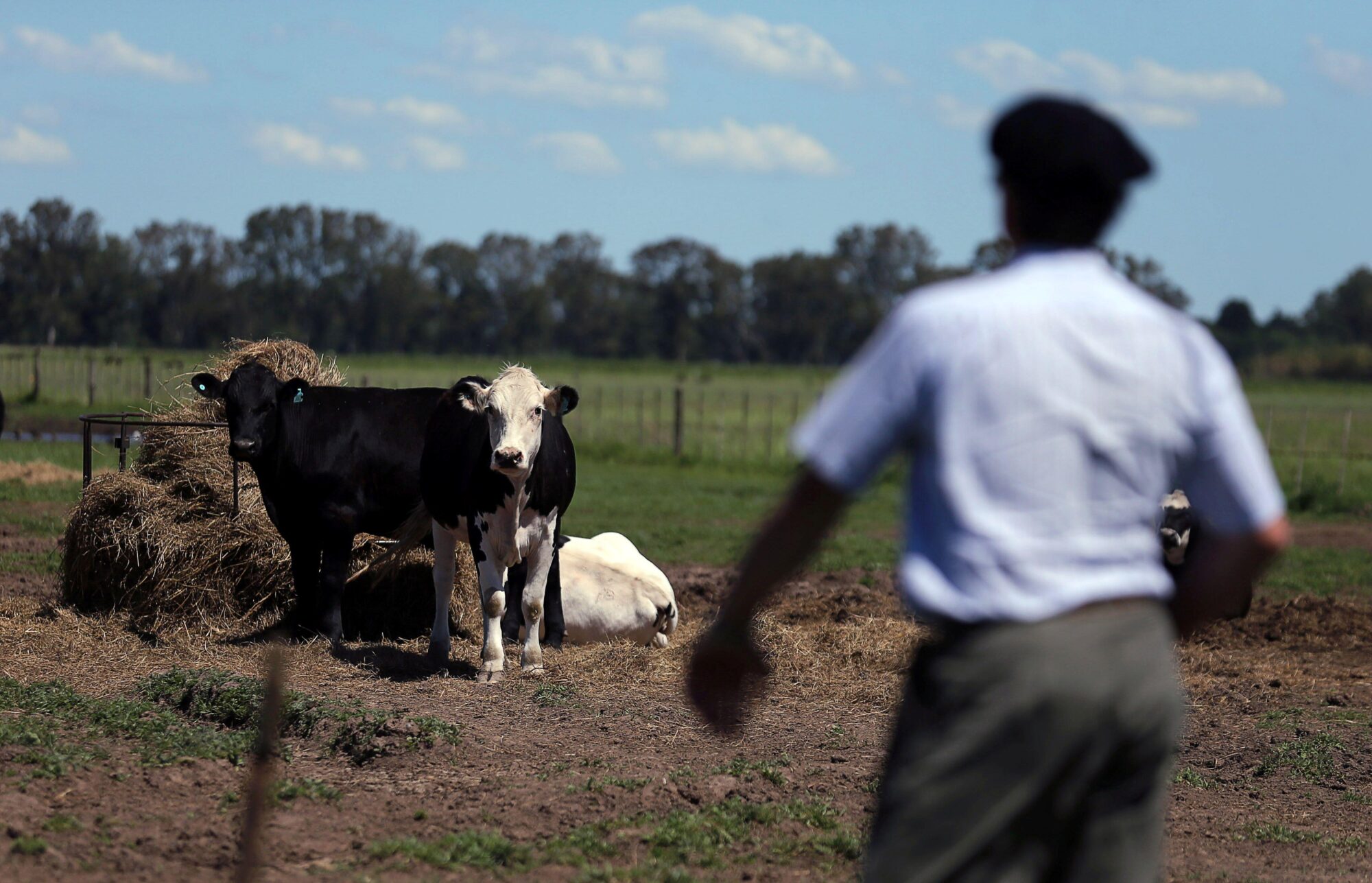 Vacas pastan mientras el agricultor Alfredo Bigatti observa cerca de Chascomus, Argentina