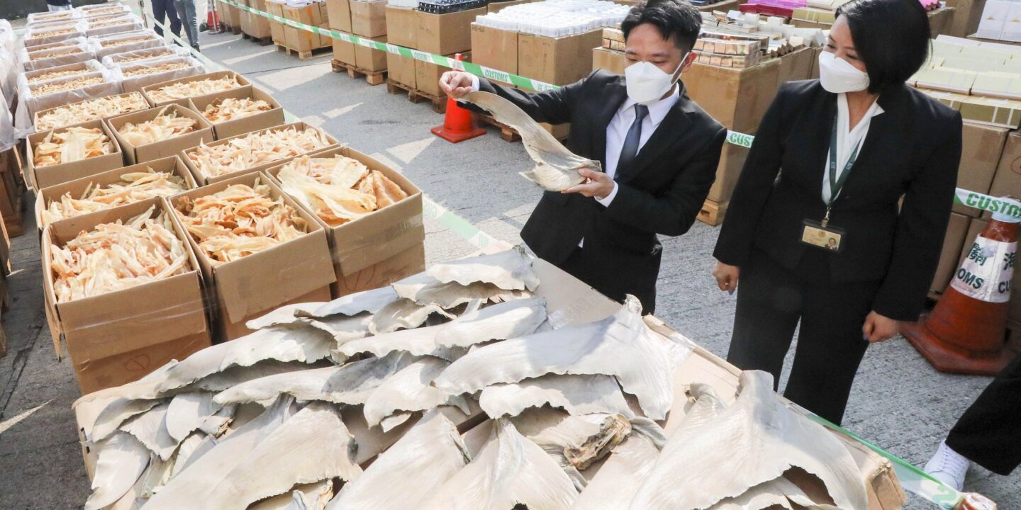 empleados de la aduana de Hong Kong inspeccionan pescados