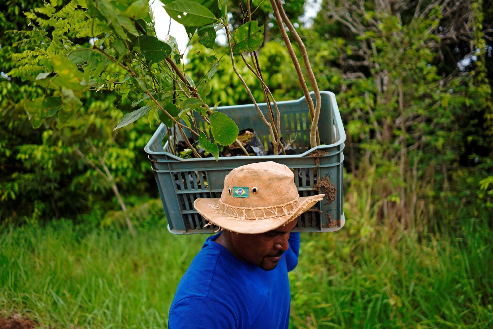 <p>A worker carries trees to be planted during a reforestation project in Nova Mutum, Brazil, 2020. Latin America is one of the regions most vulnerable to climate change, but adaptation and mitigation projects are increasing in the region (Image: Alexandre Meneghini / Alamy)</p>
