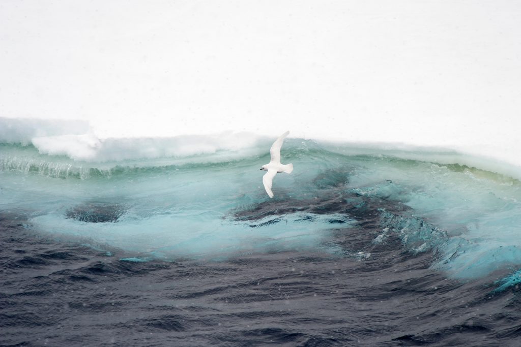 un petrel de las nieves vuela sobre el Mar de Ross en la Antártida