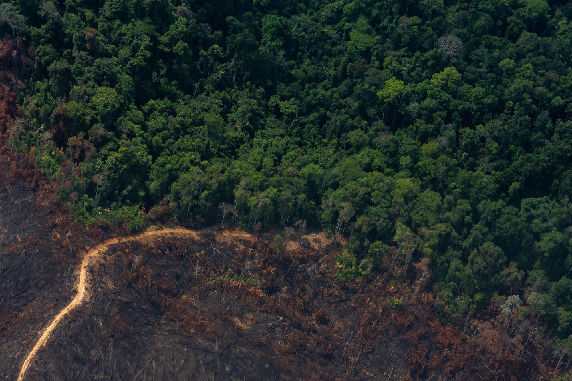 <p>Dois mundo colados: desmatamento da vegetação amazônica, em 2021, foi o maior da década, segundo INPE (Imagem: Flávia Milhorance/Diálogo Chino)</p> <p>&nbsp;</p>