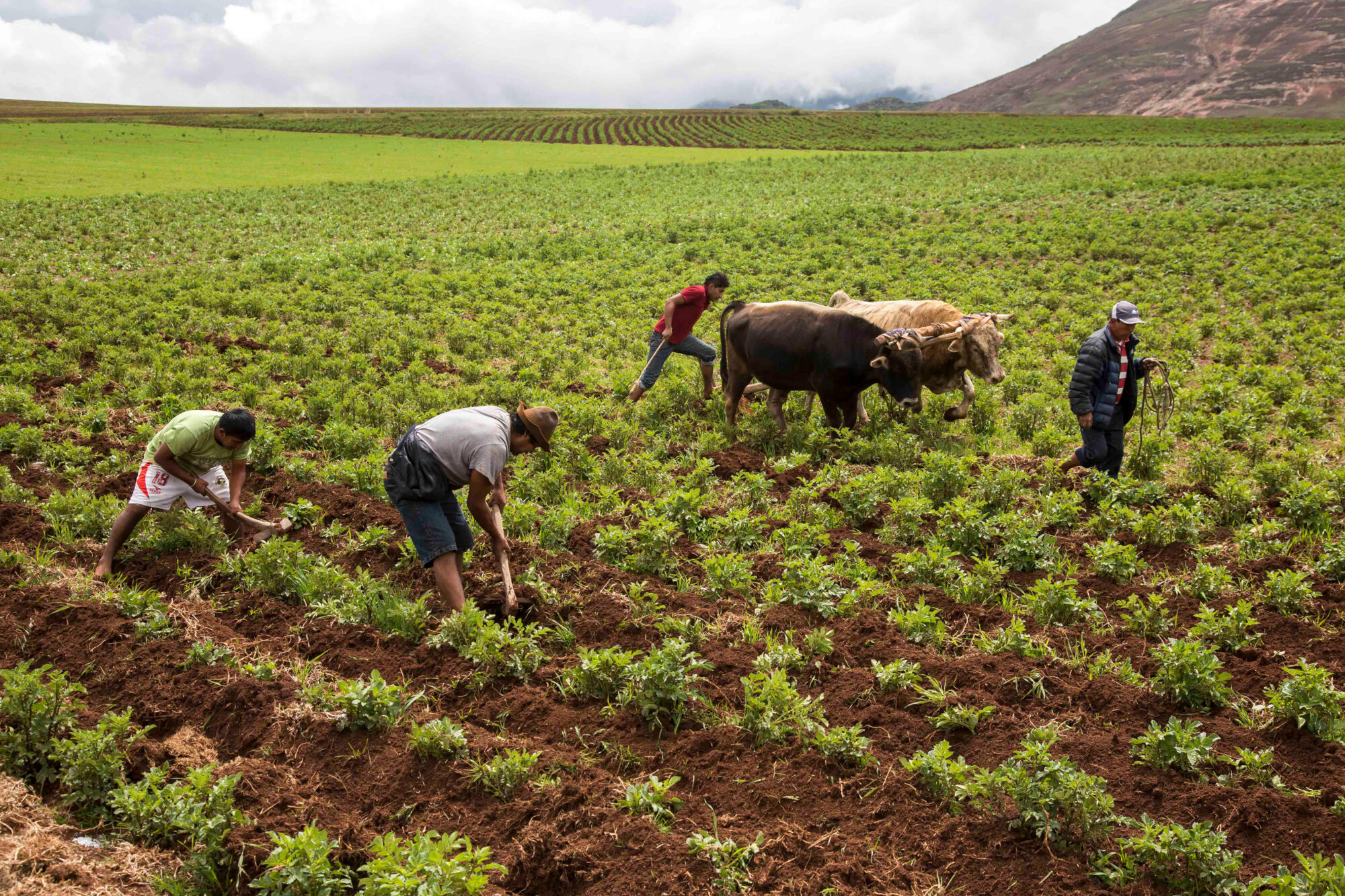 four farmers work in potato plantation