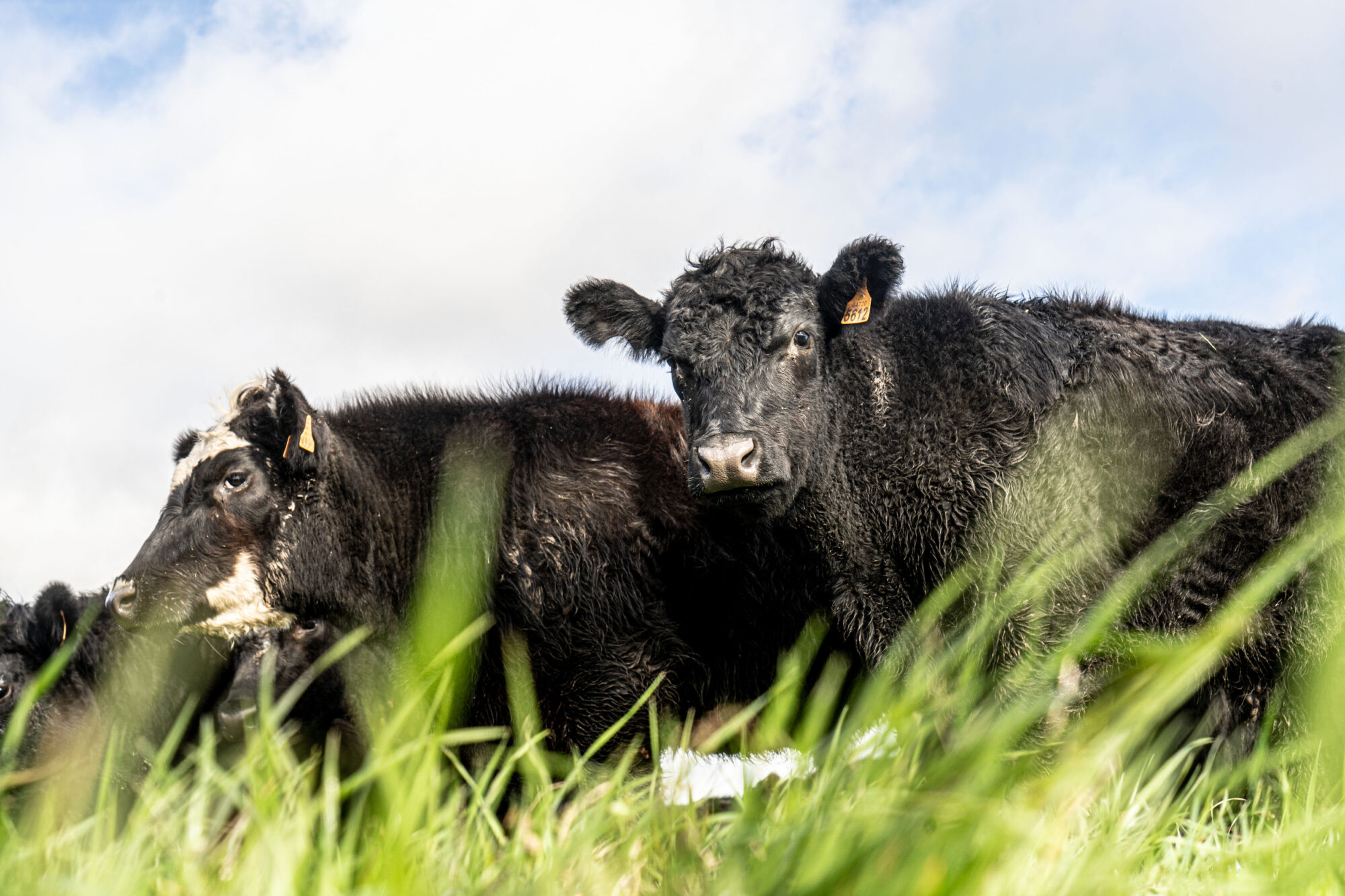 duas vacas em um pasto