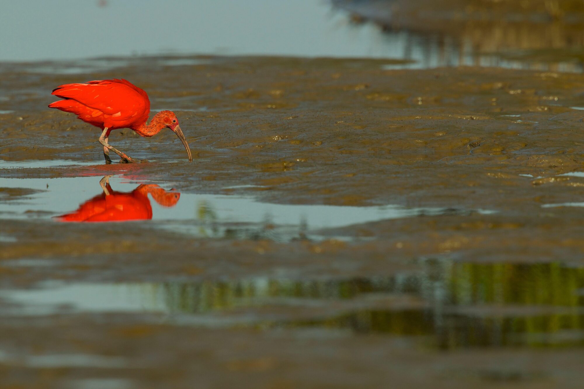 corocora roja busca alimento en el delta del Orinoco