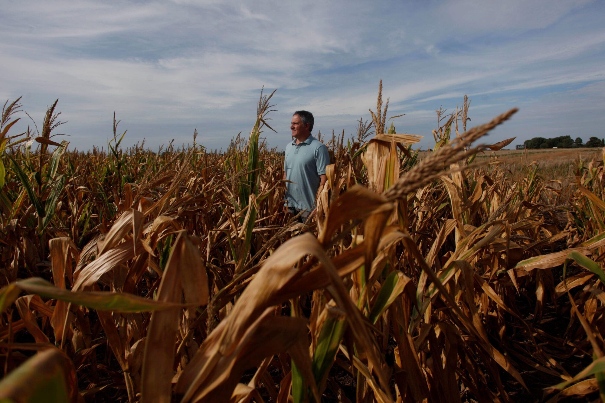 <p>Un agricultor en un campo de maíz afectado por la sequía cerca de Chivilcoy, Argentina. La sequía ha sido una amenaza recurrente en las regiones agrícolas del país, pero un tercer año consecutivo de La Niña ha intensificado los desafíos (Imagen: Martin Acosta / Alamy)</p>
