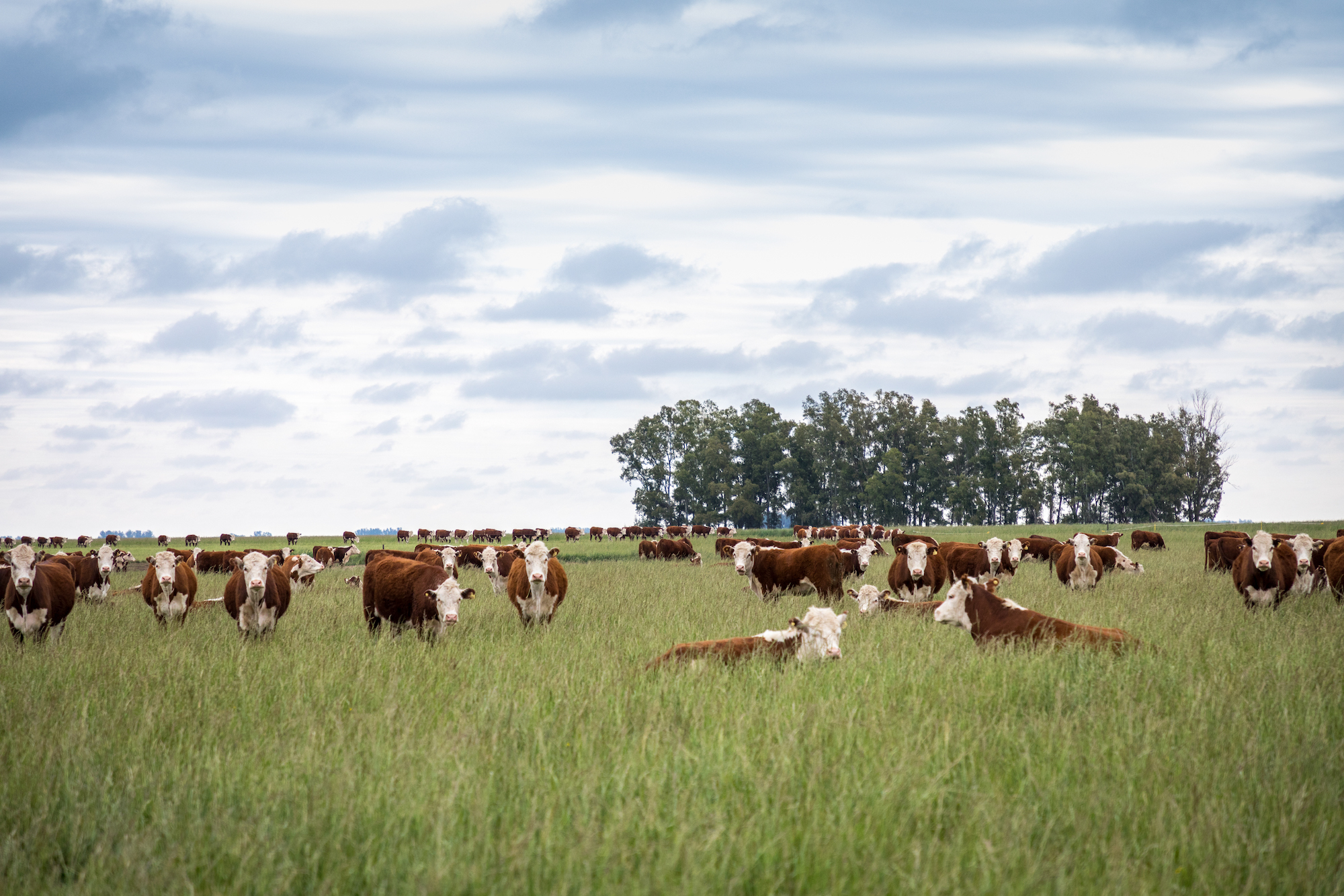 <p>Cattle at an Estancia Caldenes farm in Argentina, where production is supposedly ‘carbon positive’. A new study says broader production and dietary shifts could help lower livestock sector emissions in Latin America (Image courtesy of Estancia Caldenes)</p>