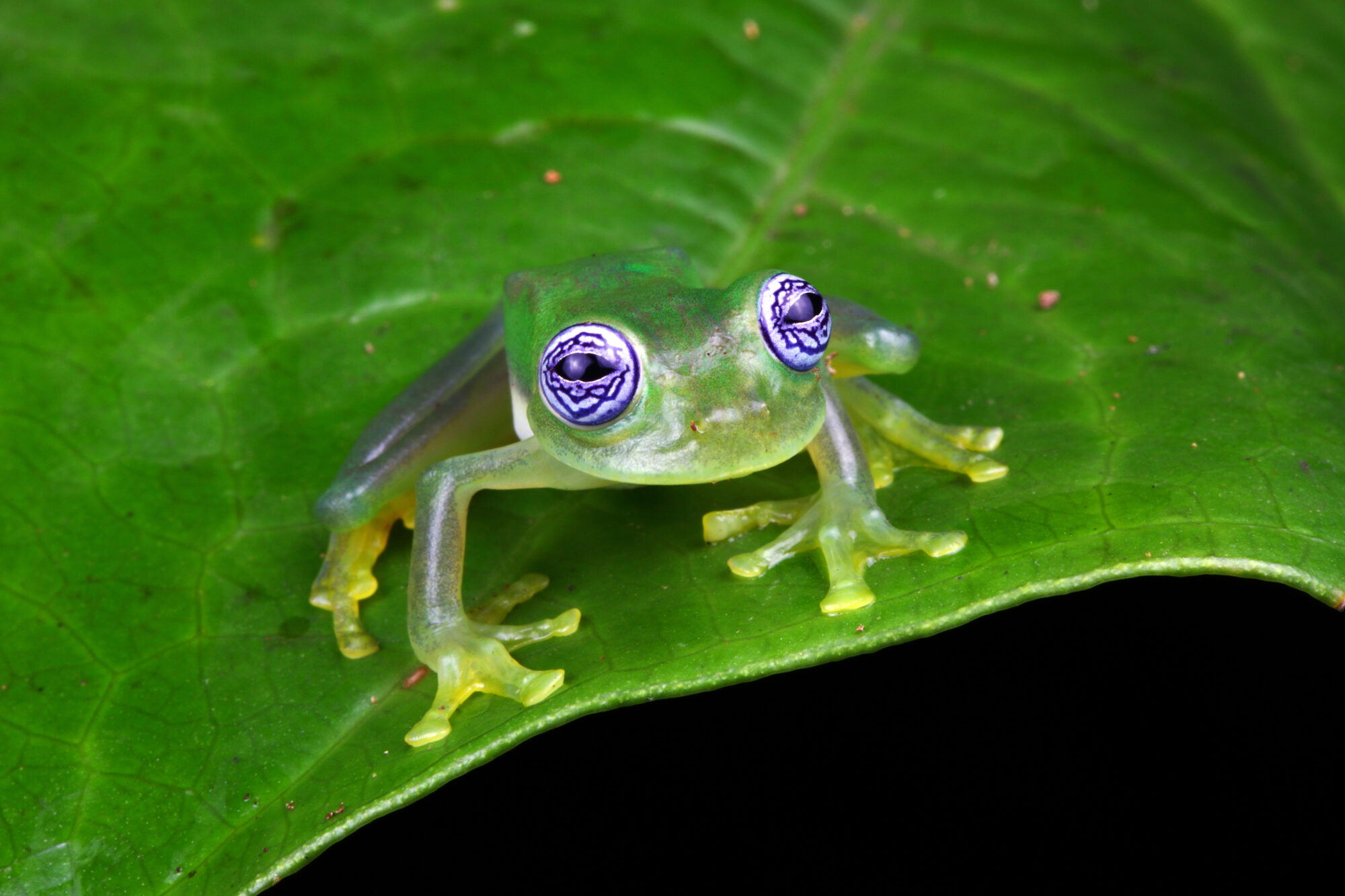 <p><span style="font-weight: 400;">International trade in glass frogs, a family of frogs native to Central and South America, will be regulated thanks to decisions made last week in Panama (Image: George Grall / Alamy)</span></p>
