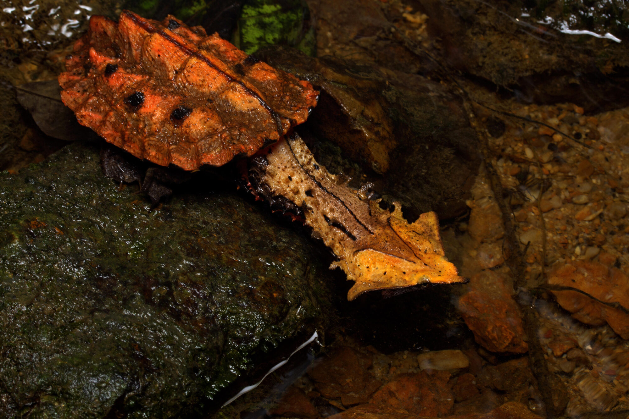 <p>A tartaruga-matamatá, nativa da América do Sul, é muito procurada como animal de estimação na Ásia e nos EUA. (Imagem: Alamy Stock Photo)</p>