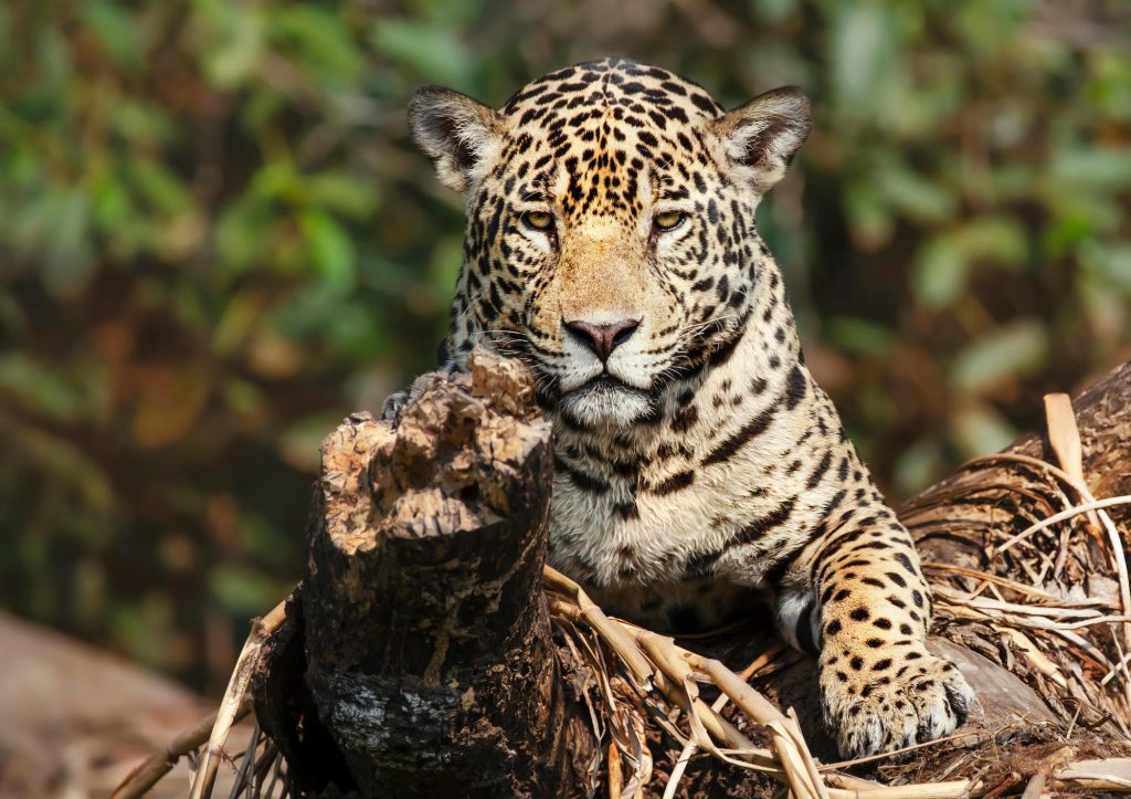 jaguar on a fallen tree