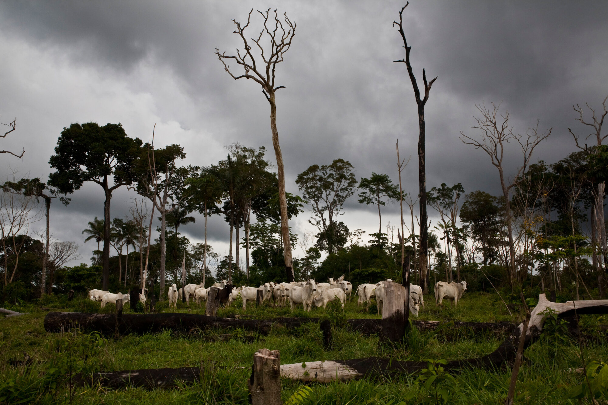 <p>Cattle ranching in an illegally deforested area in Jamanxim forest in the Brazilian Amazon (Image: Ricardo Funari / Alamy)</p>