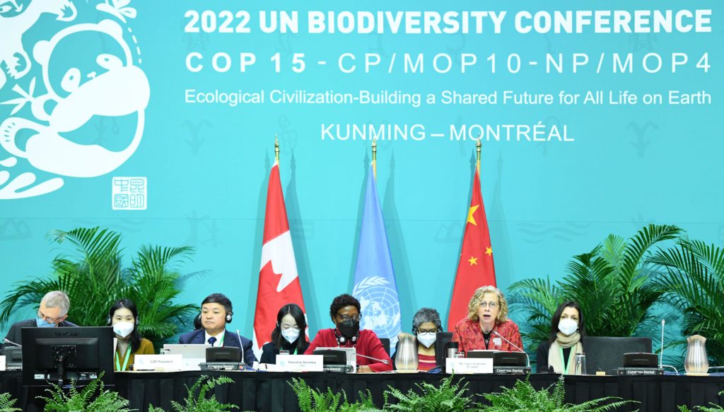 <p>The opening ceremony of the second part of the 15th meeting of the Conference of the Parties to the UN Convention on Biological Diversity (COP15) in Montreal, Canada (Image: Lian Yi / Alamy)</p>