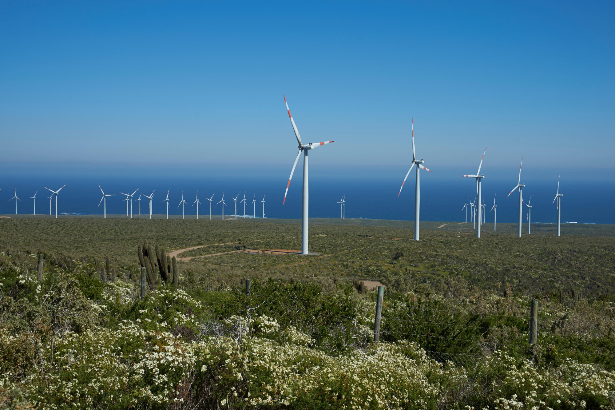<p>A wind farm on the coast of the Coquimbo region, Chile. The country is hoping to make use of its renewable energy potential to power the production of green hydrogen (Image: Jeremy Richards / Alamy)</p>