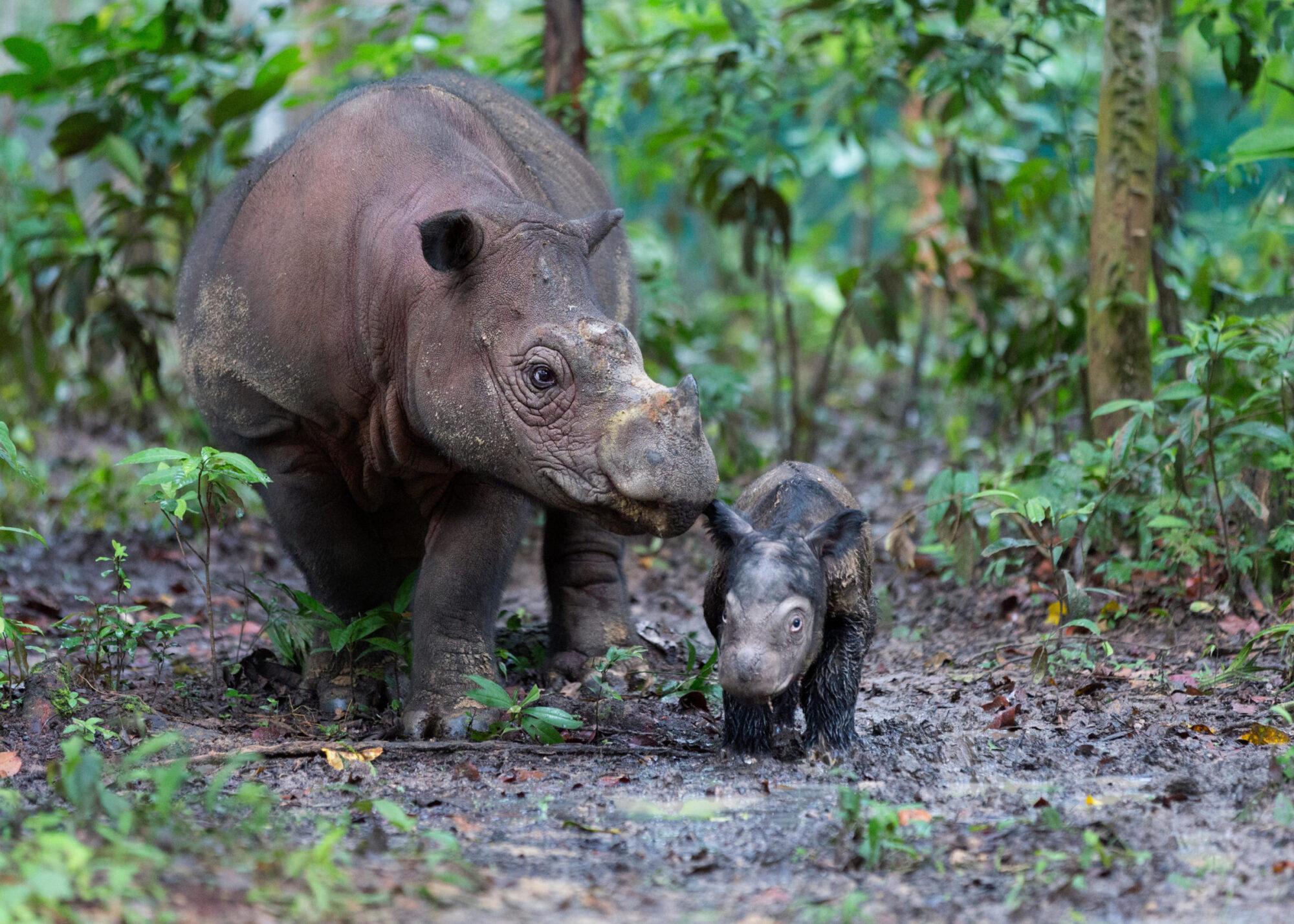 A Sumatran rhinoceros and its newborn calf