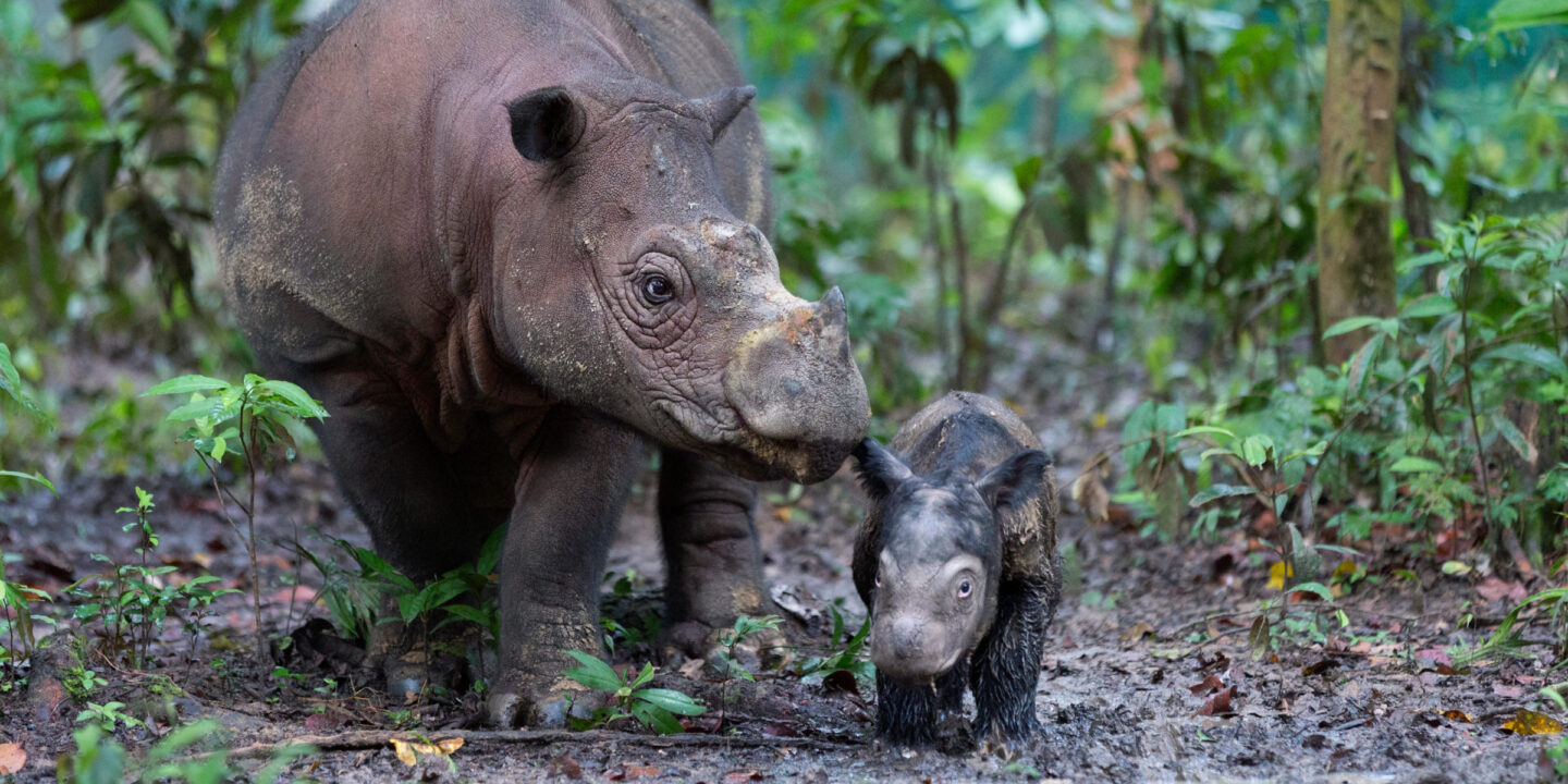 Um rinoceronte de Sumatra e seu filhote recém-nascido