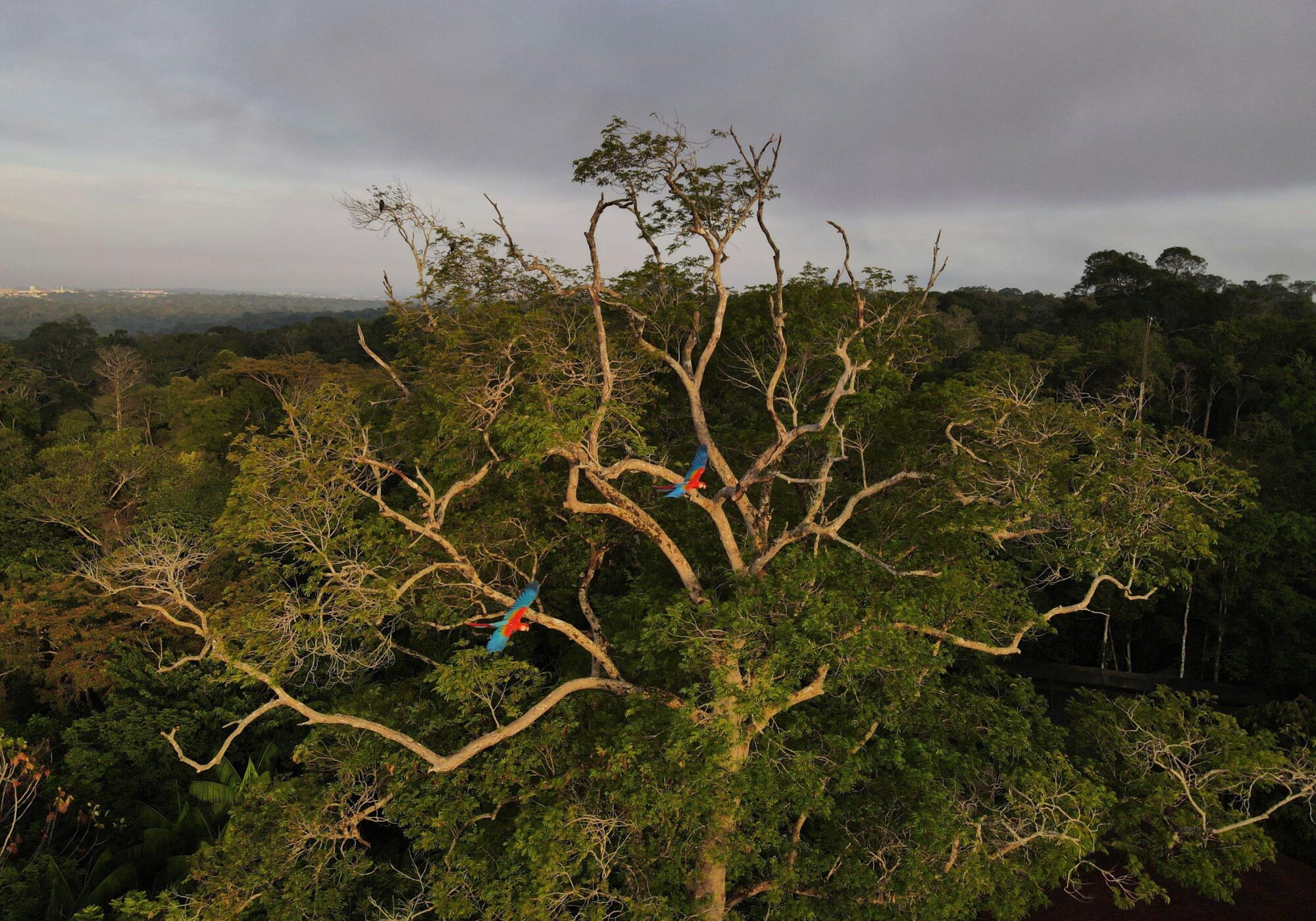 <p><span style="font-weight: 400;">Macaws fly over the Amazon rainforest in Manaus, Brazil. In 2023, the world will be watching newly-elected President Lula’s relationship with China, which could prove pivotal to reversing deforestation in the tropical forest. (Image: Bruno Kelly / Alamy) </span></p>