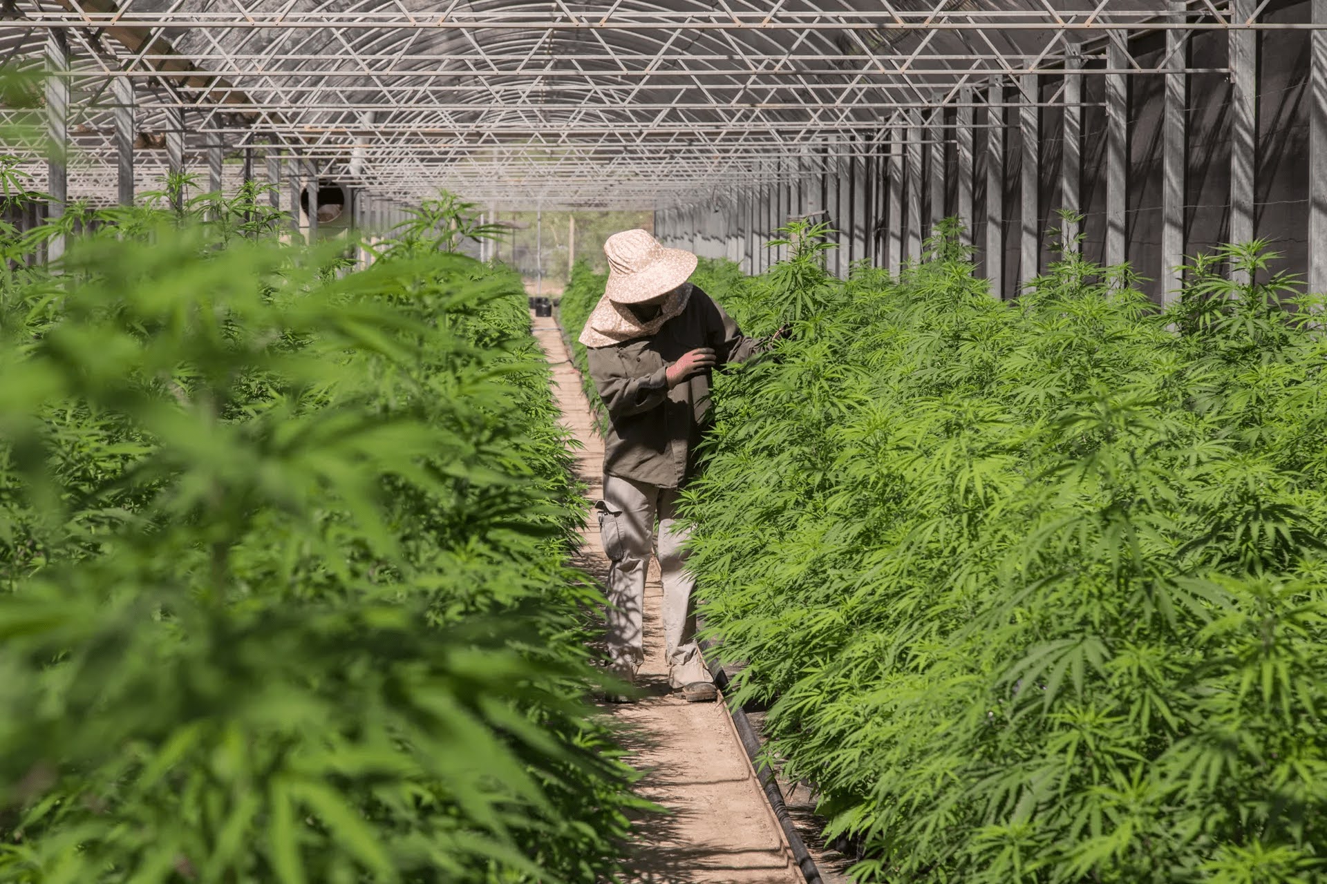 worker among rows of cannabis plants in greenhouse
