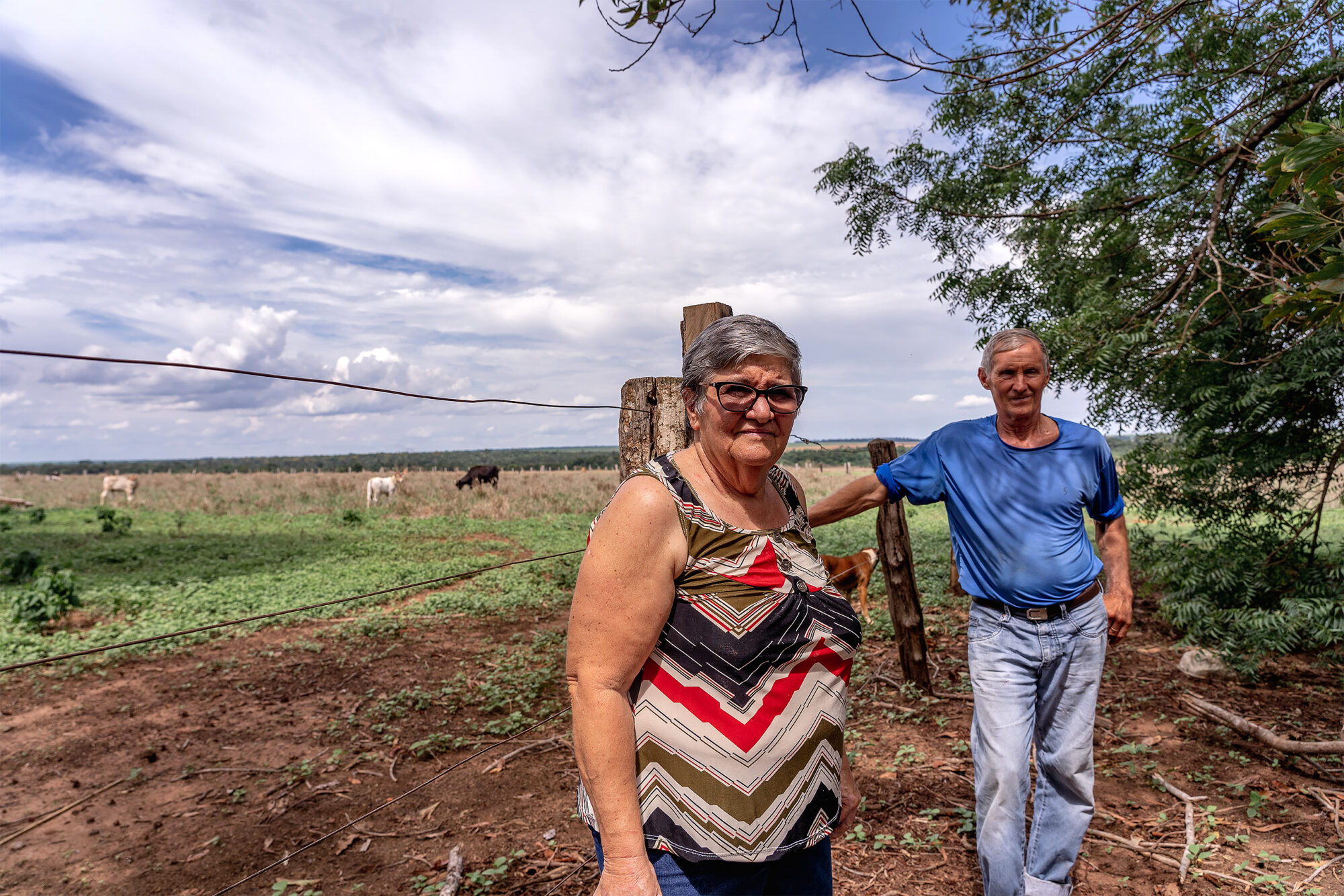<p>Two decades ago, Evanir and Danilo Pertile migrated to begin farming in Querência, in the Brazilian Amazon. Now, soy plantations are creating challenges for smallholders like them (Image: Flávia Milhorance)</p>