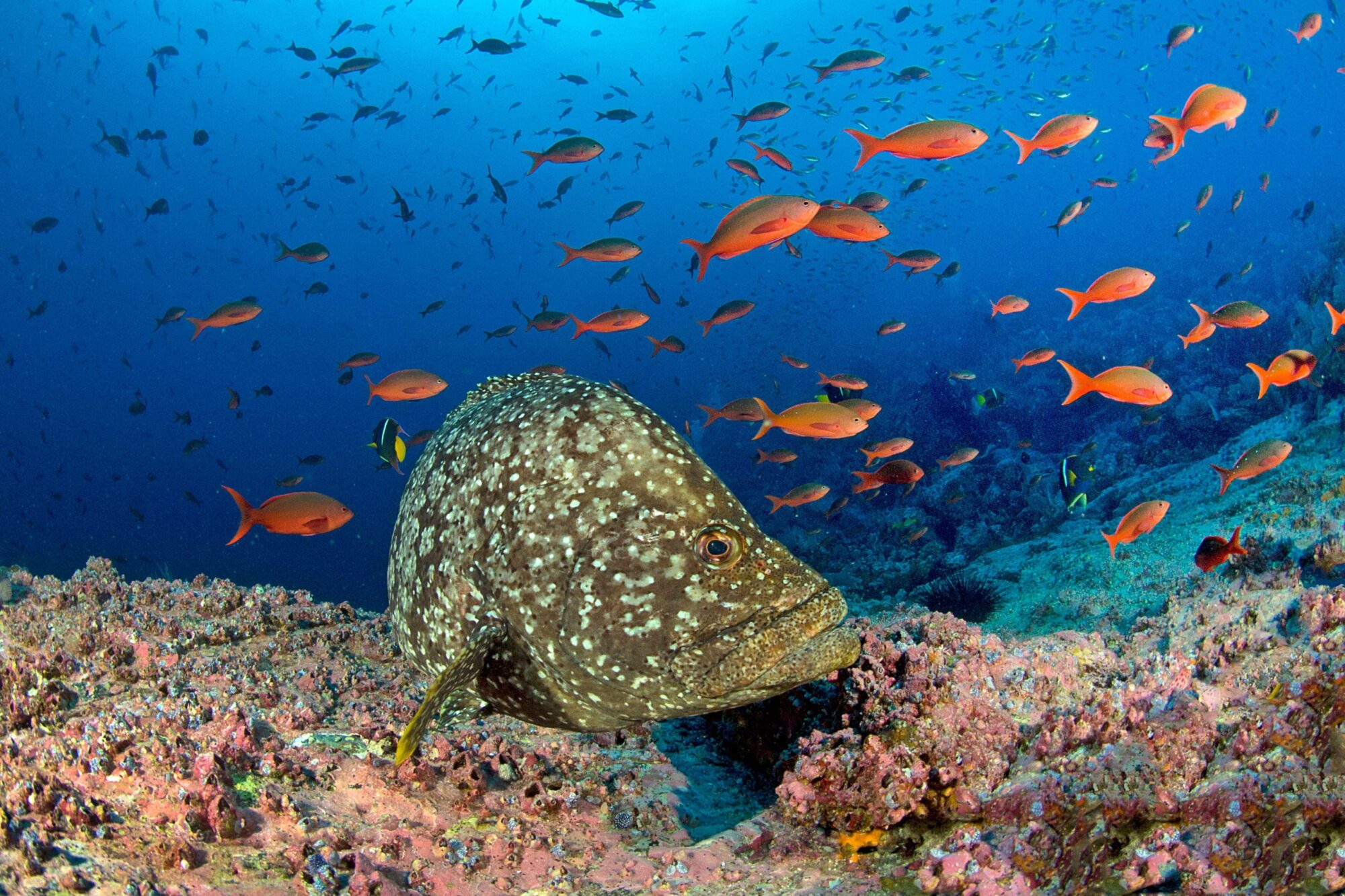 A marbled grouper in the teeming waters off Malpelo