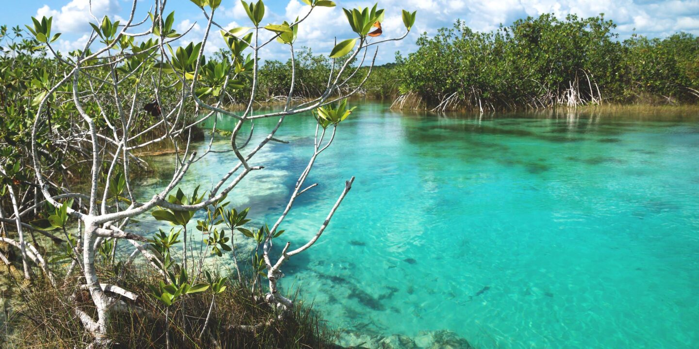 <p>Lagoa de Bacalar, na Península de Yucatán, no México. A lagoa é lar de duas das quatro espécies de mangues do país: mangue-vermelho e mangue-de-botão (Imagem: Loes Kieboom / Alamy)</p>