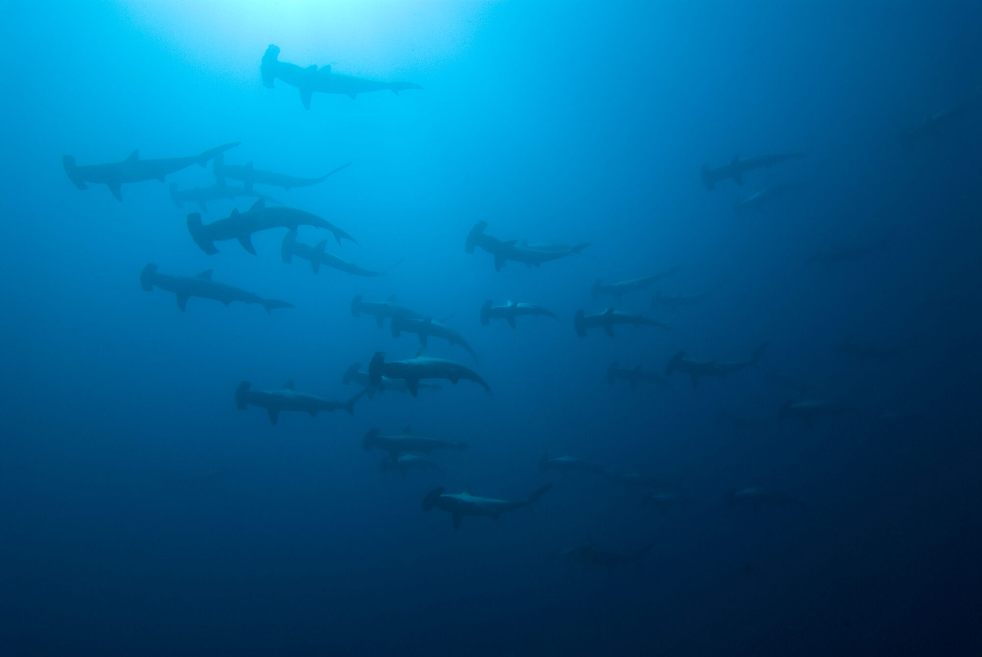 <p>Tubarões-martelo nas águas da Ilha do Coco, na Costa Rica (Imagem: Alamy)</p>