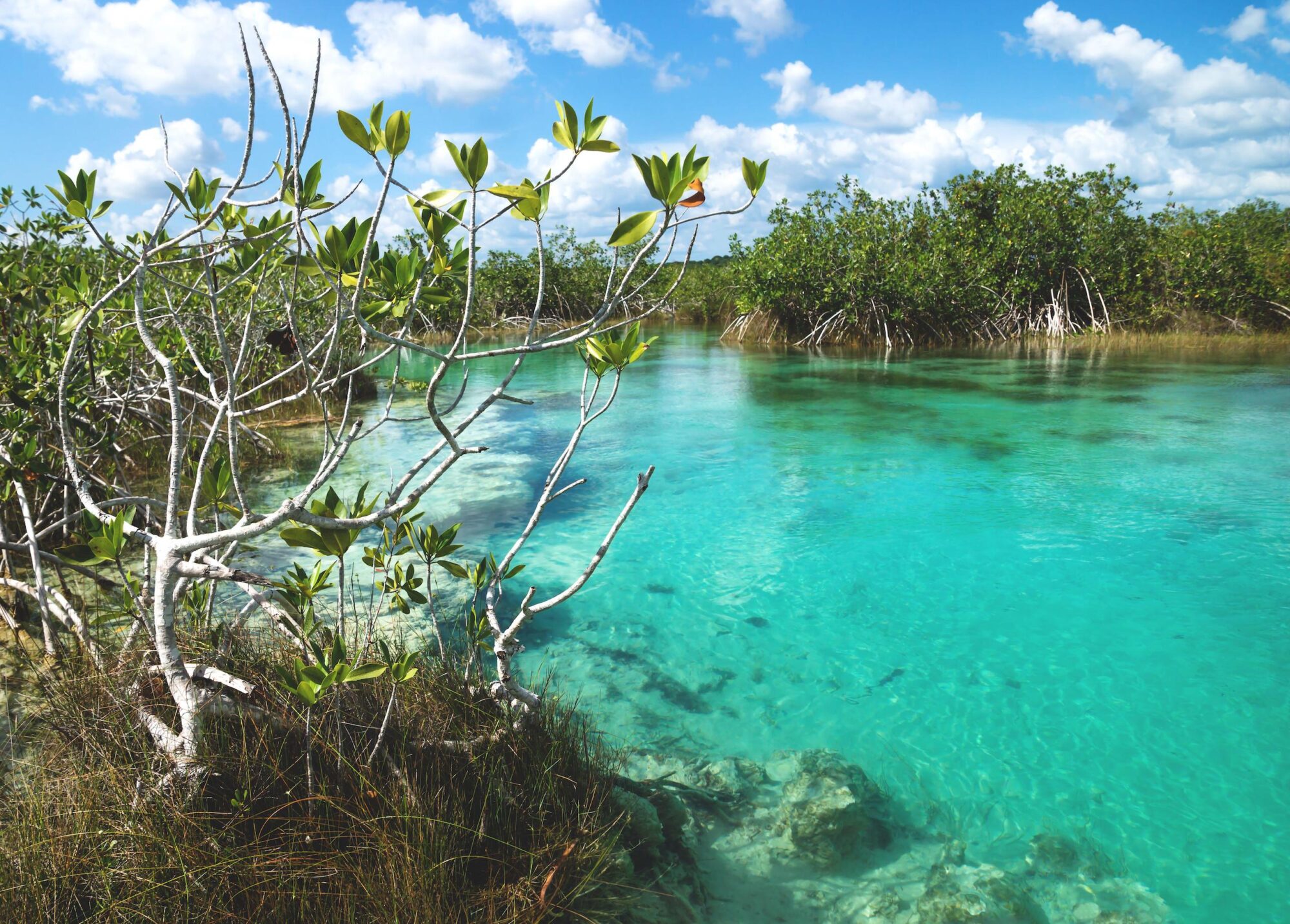 Red mangroves in the Bacalar lagoon in Mexico