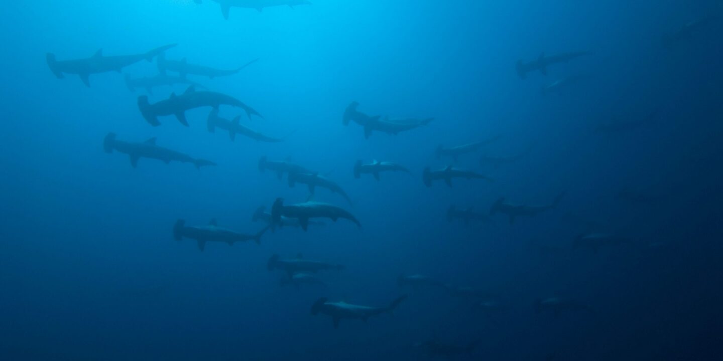 <p><span style="font-weight: 400;">Tiburones martillo frente a la costa de la Isla del Coco en Costa Rica (Imagen: Alamy)</span></p>