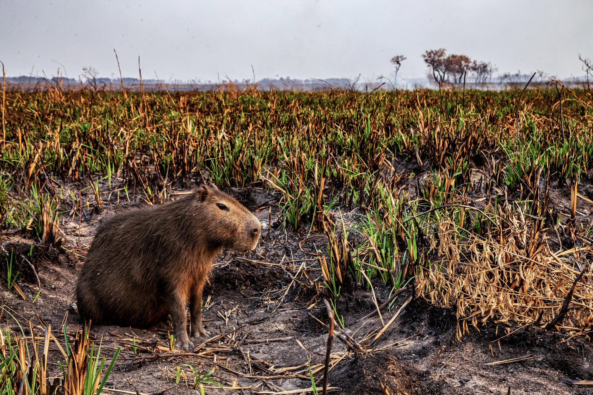 <p><span style="font-weight: 400;">A capybara, a giant rodent native to South America, in a deforested wetland area in the Argentine province of Corrientes (Image © Emilio White / Greenpeace)</span></p>