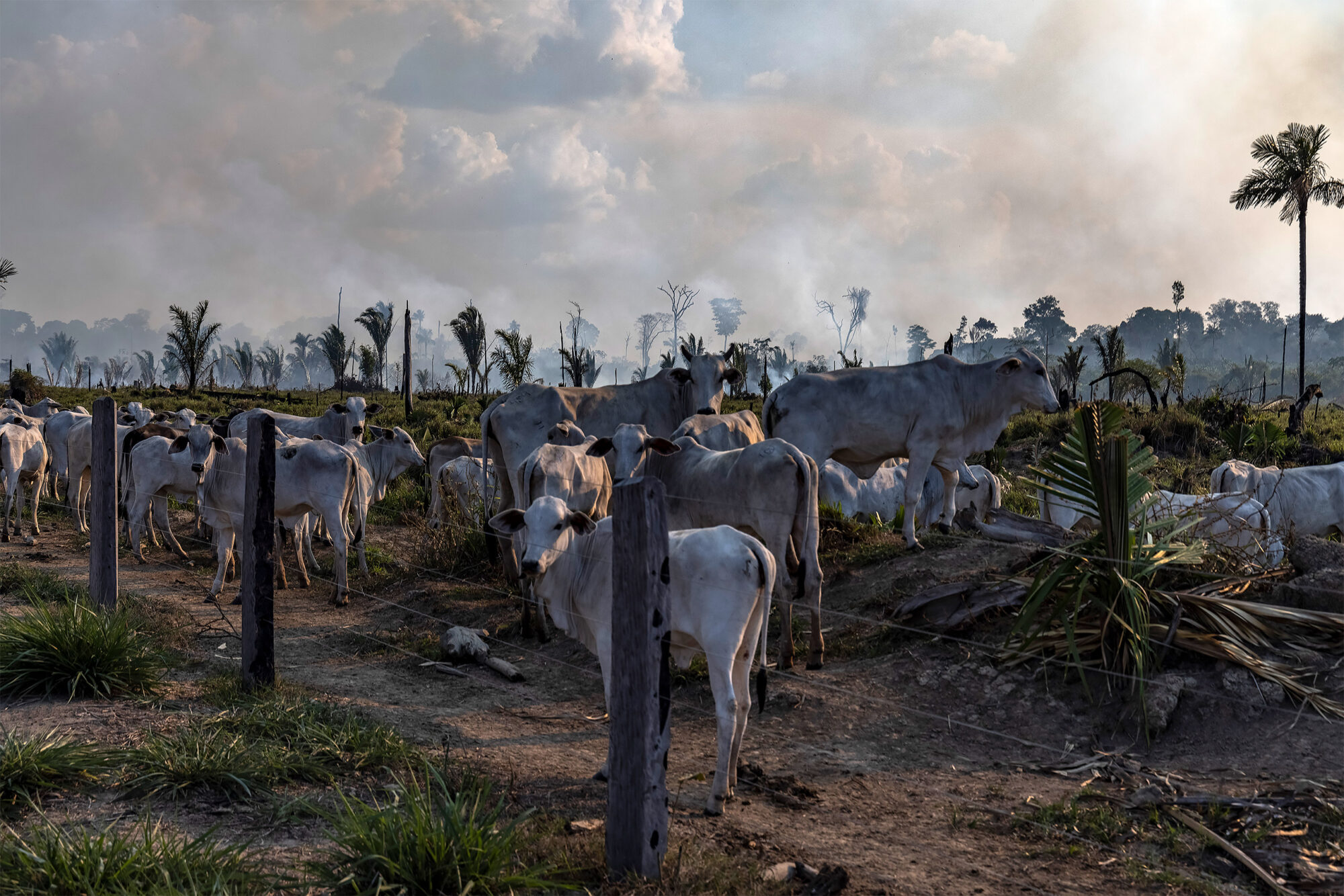 <p>Cattle are raised next to a recently deforested and burnt area in Candeias do Jamari, Rondônia state, Brazil. Cattle ranching accounts for 80% of the deforestation in the Brazilian Amazon (Image © Victor Moriyama / Amazônia em Chamas)</p>