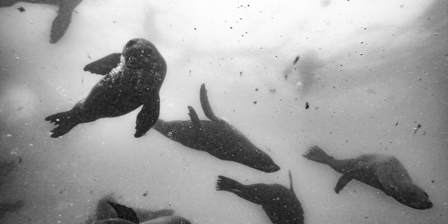 Foto submarina en blanco y negro de focas nadando en la Isla de Lobos, una de las zonas que el gobierno de Uruguay estudia proteger.