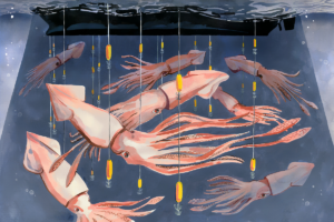 Ilustración pesca de calamares