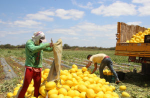 <p>Melons are harvested at a farm in Juazeiro, in the Brazilian state of Bahia. In the semi-arid north-east, small farms face challenges to keep up with big producers in accessing water for the thirsty crop, which has become an increasingly popular export in recent decades (Image: <a href="https://flickr.com/photos/codevasf/34063930810/in/album-72157680285399523/">Frederico Celente</a> / <a href="https://flickr.com/photos/codevasf/">Codevasf</a>, <a href="https://creativecommons.org/licenses/by/2.0/">CC BY</a>)</p>