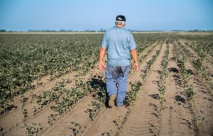 Un hombre, de espaldas a cámara, caminando entre cosechas de soja