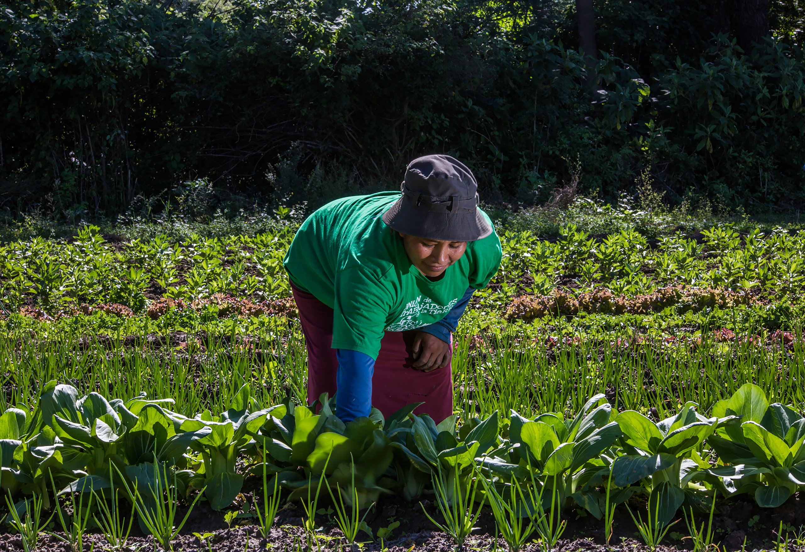 A woman bends over to tend to chard in a field green crops, trees in background. No chemical fertiliser, agroecological farm in Tucuman province, Argentina.