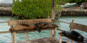<p>Lobos marinos en un banco en las Islas Galápagos, Ecuador. El Banco de Desarrollo de América Latina (CAF) desembolsó recientemente 1 millón de dólares para la protección de la biodiversidad en el Corredor Marino del Pacífico Este Tropical, compartido por Colombia, Costa Rica, Panamá y Ecuador (Imagen: Alamy)</p>