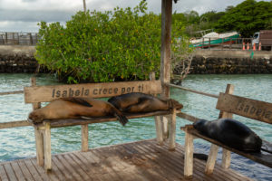 <p>Sea lions on a bench in the Galapagos Islands, Ecuador. The CAF bank recently disbursed US$1 million for the protection of biodiversity in the Eastern Tropical Marine Corridor, shared by Colombia, Costa Rica, Panama and Ecuador (Image: Alamy)</p>