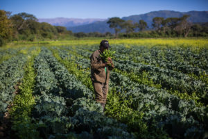 A man stands holding a leafy vegetable in a field of green cabbage and arugula. Agroecological farm in Tucuman province, Argentina.